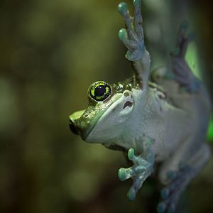 Mission golden-eyed tree frog : Paignton : 23 Sep 2015