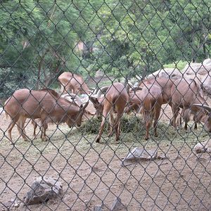 auodad guadalajara zoo