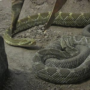 mexican west coast rattlesnake guadalajara zoo
