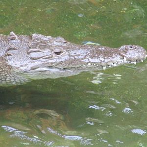 american crocodile guadalajara zoo