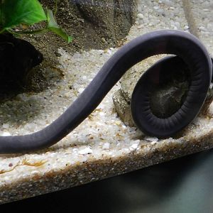 Rubber Eel