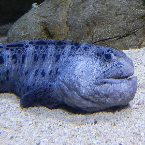 Wolf Eel
