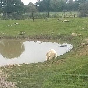 Nissan -18th Oct 2015