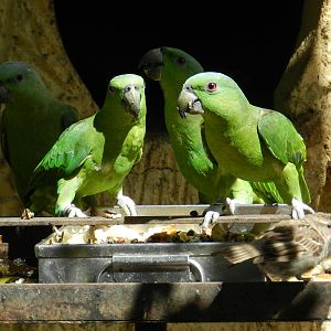 Short-tailed Parrots