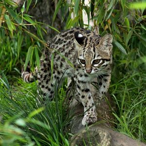 Oncilla - 28th August 2015