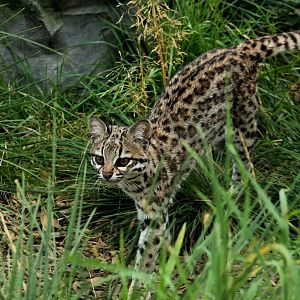 Oncilla - 28th August 2015