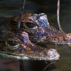 Osteolaemus tetraspis