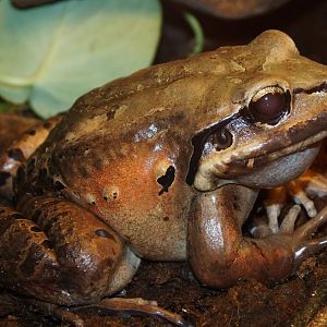 Leptodactylus fallax