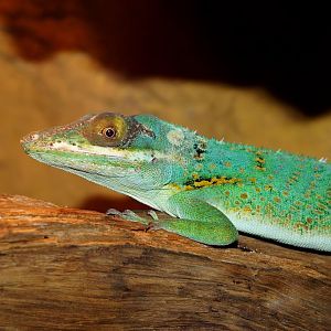Anolis baracoe