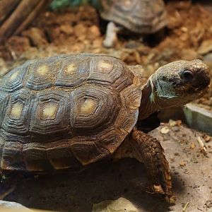 Gopherus berlandieri