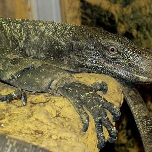 Varanus salvadorii female