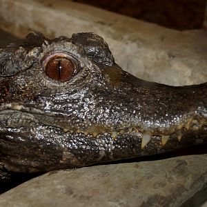 Paleosuchus trigonatus