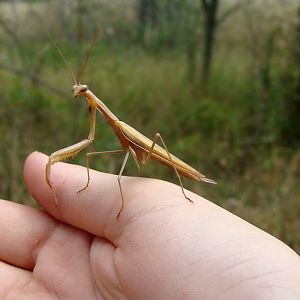 Mantis religiosa
