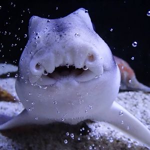 Oct. 2015 - Shores Gallery - Juvenile Port Jackson Shark