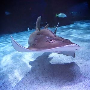 Oct. 2015 - Surrounded by Sharks - Bowmouth Guitarfish - Sweet Pea