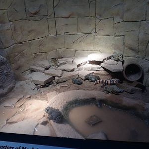 Oct. 2015 - Dangerous and Deadly - Colorado River Toad + Gila Monster Exhib