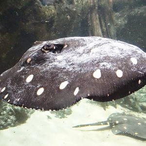 Oct. 2015 - Dangerous and Deadly - White-spotted River Ray