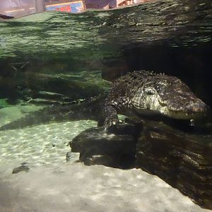 Oct. 2015 - Gator Alley - Mighty Mike