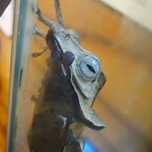 Oct. 2015 - Frog Bog - Borneo-eared Frog