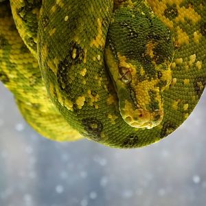 Oct. 2015 - Canyon Falls - Juvenile Green Tree Python (New)