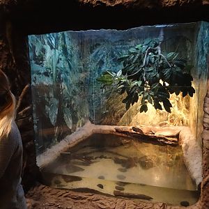 Oct. 2015 - Gator Alley - West African Dwarf Crocodile Exhibit