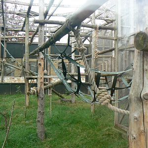 View Of Siamang Enclosure- 17 October 2015