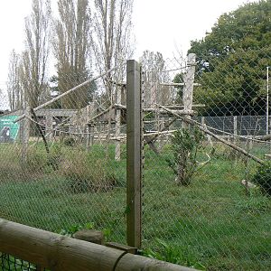 View Of The Open-top De Brazza's Monkey Enclosure- 17 October 2015