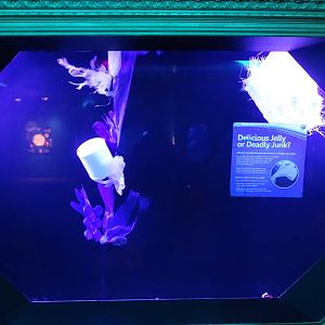 Oct. 2015 - Jellyfish Gallery - Trash Bag Exhibit