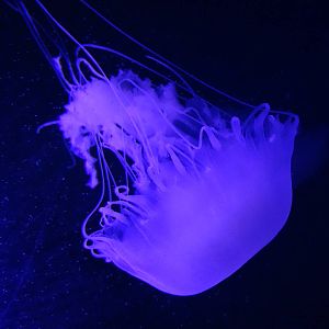 Oct. 2015 - Jellyfish Gallery - Pacific Sea Nettle