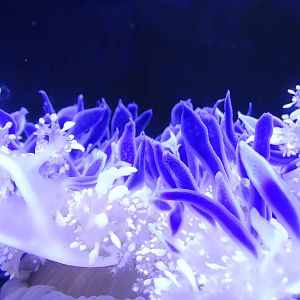 Oct. 2015 - Jellyfish Gallery - Upside Down Jellyfish