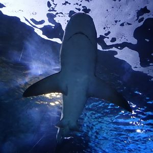 Oct. 2015 - Surrounded by Sharks - Sandbar Shark