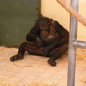 Masturbation In Chimpanzees- 17 October 2015