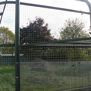 View Of The Arabian Striped Hyaena Enclosure- 17 October 2015