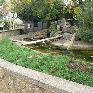 View Of The Asian Short-clawed Otter Enclosure- 17 October 2015