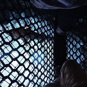 Oct. 2015 - Shark Bridge (Sandtiger Underneath)