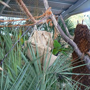 View In The Lorikeet Enclosure- 17 October 2015