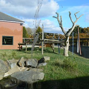 View Of Western Lowland Gorilla Enclosure- 17 October 2015