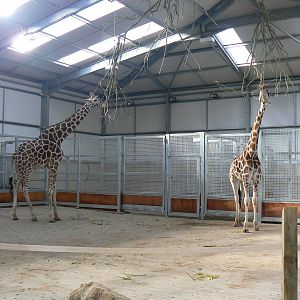 Giraffes- 17 October 2015