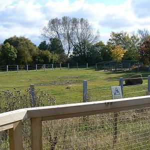 View Of The Asian Elephant Grass Paddock- 17 October 2015