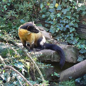 Northern Yellow-throated Marten- 17 October 2015
