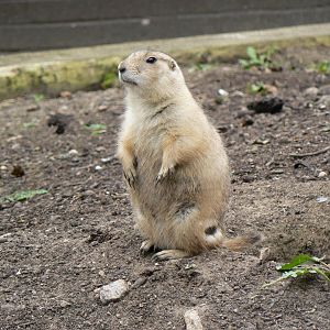 Black-tailed Marmot- 17 October 2015