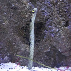 Spotted garden-eel