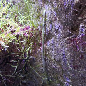 Spotted garden-eel - complete !