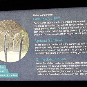 Sign Spotted garden-eel