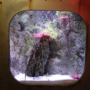 Aquarium Spotted garden-eel