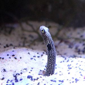 Spotted garden-eel