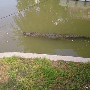 Hamat Gader Crocodile Farm 29.9.14