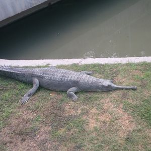 Hamat Gader Crocodile Farm 29.9.14