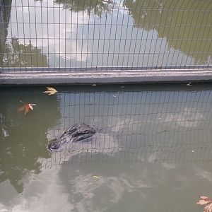 Hamat Gader Crocodile Farm 29.9.14