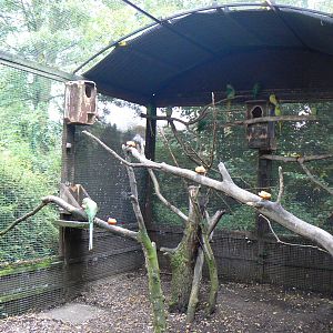 View Of Parakeet Aviary- 18 October 2015